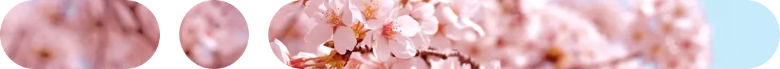 Arboles de sakura